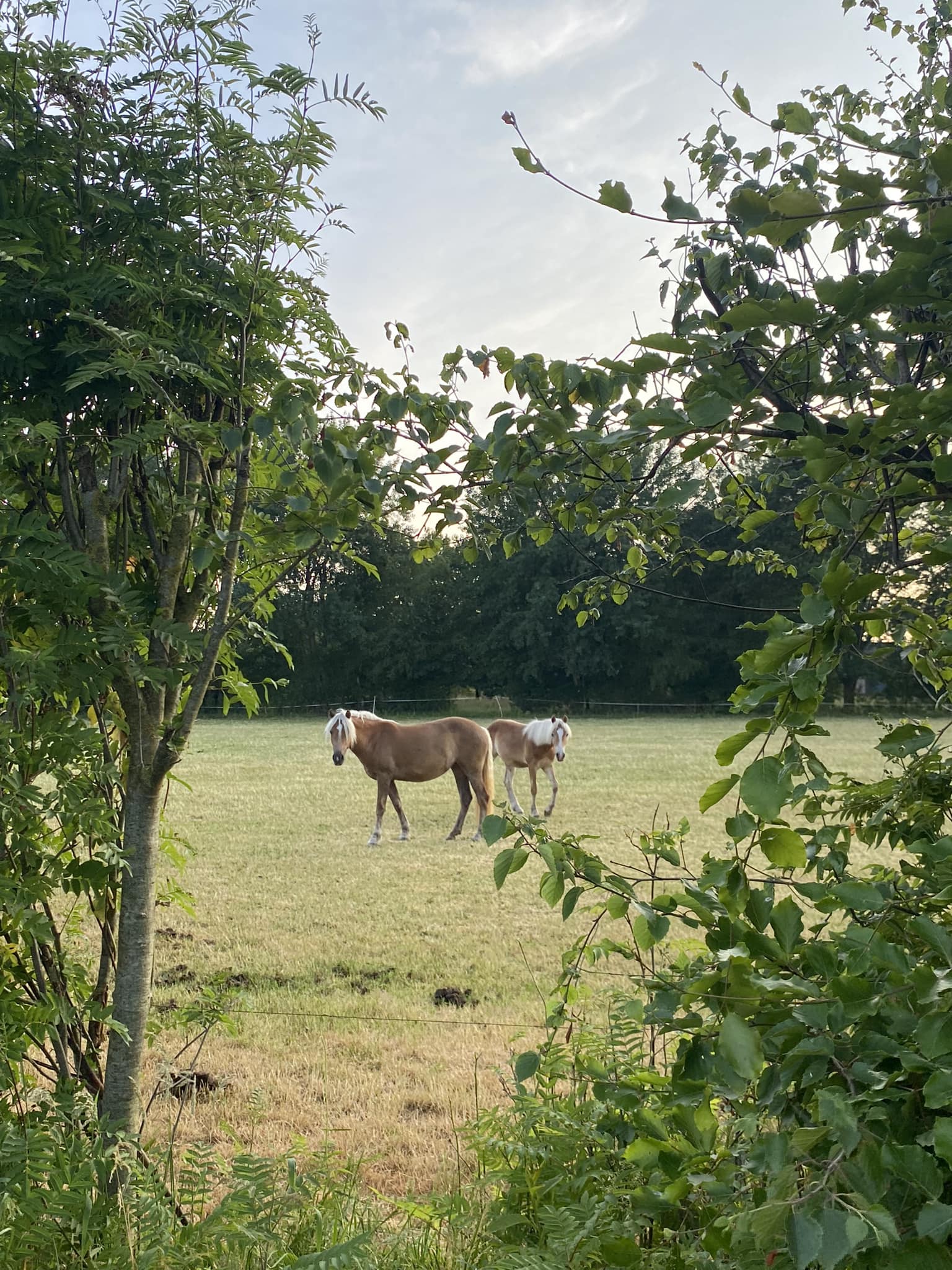 Paarden met regenboog